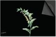 Dietrix Inductie Beschermer 60x52 - Botanical - Plantje Kelkjes op Zwart