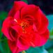 Rosier 'hot Cocoa'