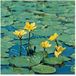 Moerings waterplanten Moerings Nymphoides Peltata | Watergentiaan | In 11x11CM Mand