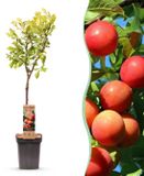 Pflanzenboutique Plantenboetiek.nl Fruitboom - Prunus domestica Victoria - Appelboom - Winterhard - Roze-Oranje Appel - Ø21cm - 80-90cm hoog - Tuinplant