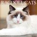 Ragdoll Willow Creek Press Ragdoll Cats 2027 12 X 12 Wall Calendar