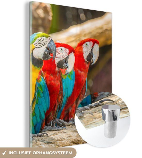 MuchoWow® Glass Painting 90x120 cm - Acrylic Glass - Birds - Parrot - Tropical - Nature - Photo on Glass - Paintings