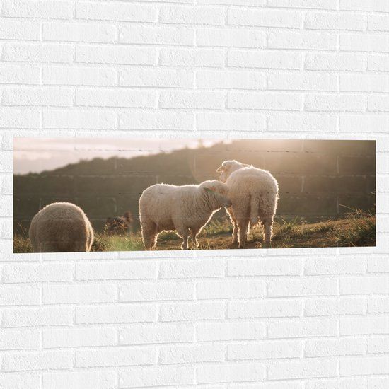 Merkloos Muursticker - Drie Schaapjes in het Landschap onder Felle Zon - 120x40 cm