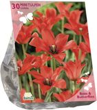 Baltus Bees & Butterflies Tulipa Linifolia per 30 bloembollen