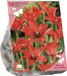 Baltus Bees & Butterflies Tulipa Linifolia per 30 bloembollen