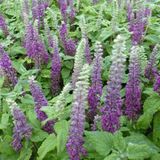 Arborix Teucrium 6 x Teucrium Chamaedrys 'Nanum' - Gamander pot 9x9cm