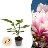 Plantenboetiek.nl Magnolia soulangeana - Bloem Roze - 3 Planten - Bladverliezend - Weinig Onderhoud - Ø12cm - 30cm hoog - Tuinplant