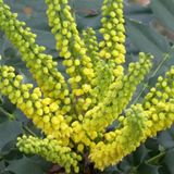 Arborix Mahonia Mahonia Media 'Winter Sun' - Mahoniestruik|Druifstruik 30-50 cm in pot