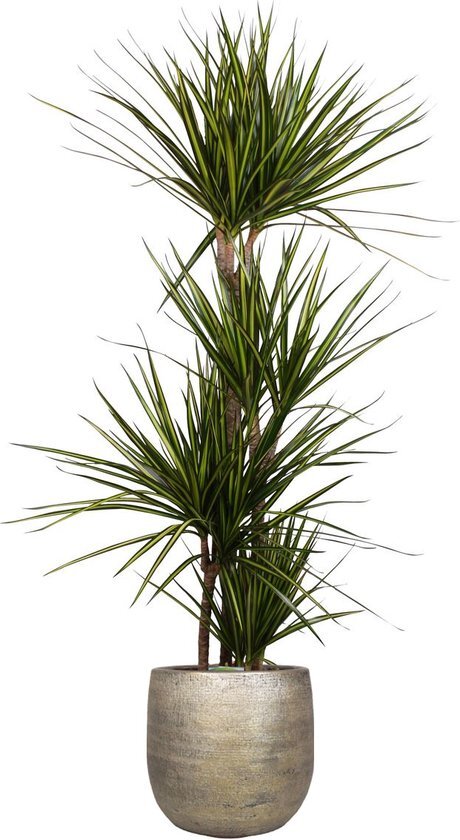 Dracaena marginata &#39;Sunray&#39; in Mira sierpot (goudkleurig) ↨ 160cm - hoge kwaliteit planten