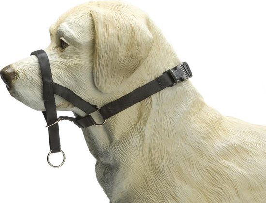 Beeztees Dog Control Halsband Hond - Zwart - M - Nylon