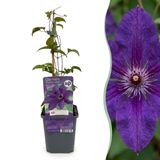 Green boutiQ - 4x Clematis The President - Bosrank - Paars - Klimplant - Ø9cm - 35cm