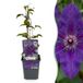 Green boutiQ - 4x Clematis The President - Bosrank - Paars - Klimplant - Ø9cm - 35cm