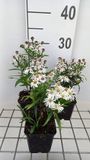 GRDplanten Aster 6x Aster dum. 'Kristina' | pot de 9 x 9 cm