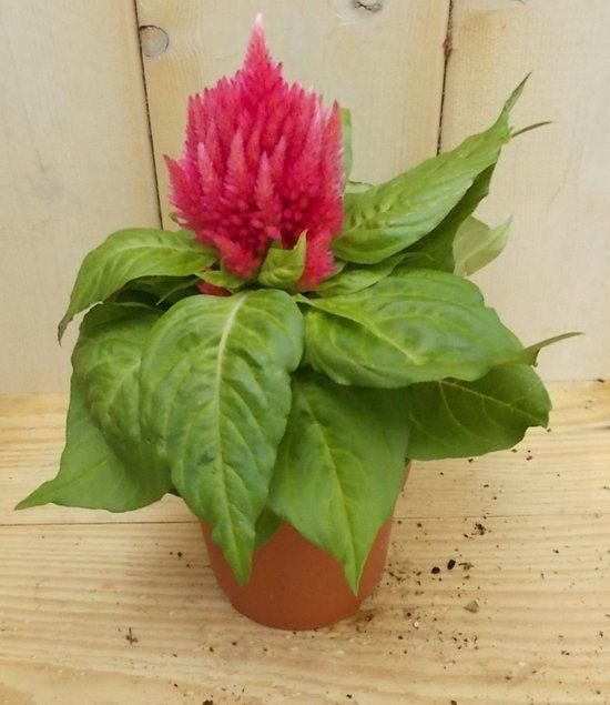Warentuin natuurlijk Warentuin Perkplant Hanenkam roze