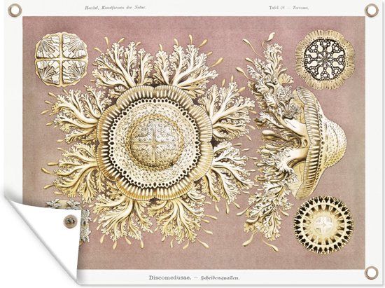 GreatGardenPosters Tuinposter - Ernst Haeckel - 40x30 cm - Buitenposter - Bannerdoek - Vintage