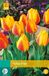 Jub Tulipa Flair bloembollen 10 bollen Tulp JUB
