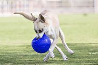 Jolly Pets Jolly Soccer Ball - 20cm - Bleu
