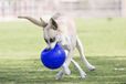 Jolly Pets Jolly Soccer Ball - 20cm - Bleu