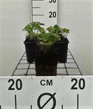 GRDplanten Ooievaarsbek 6x Ooievaarsbek - Geranium renardii | 9x9 cm pot