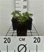 GRDplanten Ooievaarsbek 6x Ooievaarsbek - Geranium renardii | 9x9 cm pot