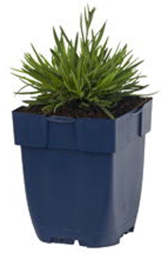 Griffioen - Dianthus grat. 'Dinetta Lilac'