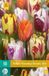 jub Bol X 10 Tulipa Flaming Beauty mix