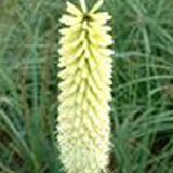Arborix Kniphofia 3 x Kniphofia 'Ice Queen' - Vuurpijl pot 9x9cm