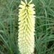 Arborix Kniphofia 3 x Kniphofia 'Ice Queen' - Vuurpijl pot 9x9cm