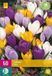 Jub Holland Crocus Grootbloemig Mix Bloembollen - 30 stuks