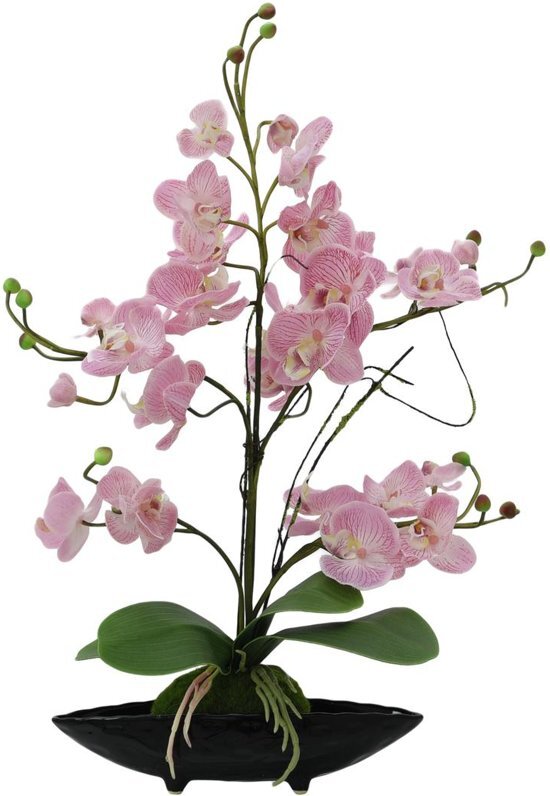 Europalms Orchidee Arrangement EVA, paars