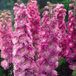 Arborix Delphinium 6 x Delphinium 'Astolat' - Ridderspoor pot 9x9cm