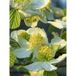 LE JARDIN DU PIC VERT Parrotiopsis De Jacquemont Pot De 30l/35l