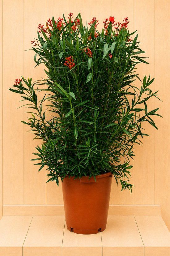Warentuin Natuurlijk Nerium oleander rood 145 cm