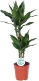 Plantenboetiek.nl Dracaena Janet Lind - Ø17cm - 60-70cm hoog - Kamerplant - Groenblijvend