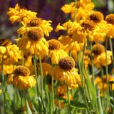 Arborix Helenium 6 x Helenium Bigelovii 'The Bishop' - Zonnekruid pot 9x9cm - Diepgele bloemen, lange bloeiperiode
