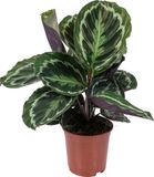 Bloomique Calathea Medaillon Pauwenplant Kamerplant Luchtzuiverend Diervriendelijk Hoogte 40-50 cm Pot 14 cm