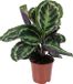 Bloomique Calathea Medaillon Pauwenplant Kamerplant Luchtzuiverend Diervriendelijk Hoogte 40-50 cm Pot 14 cm