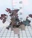 GRDplanten Groendecor Tuinarchitectuur 6x Purperklokje - Heuchera hybr. 'Stormy Seas' | 9x9 cm pot