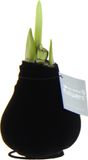 Bloomique Amaryllis Bol in Wax Zwarte Fluwele Coating