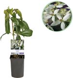 Green boutiQ Klimplant Clematis armandii Bloem Wit Groenblijvend Weinig onderhoud 1 plant Pot 11cm Hoogte 40cm