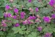 GRDplanten Geranium 6x Geranium macr. 'Bevan's Variety' | 9x9 cm pot