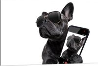 Merkloos / Sans marque Dibond - Zwarte Bulldog trots op zijn Selfie - 120x80cm Foto op Aluminium