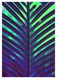Komar Hide Poster wandafbeeldingen woonkamer slaapkamer | zonder lijst | P116-50x70 cm | grootte 50x70 cm (breedte x hoogte)