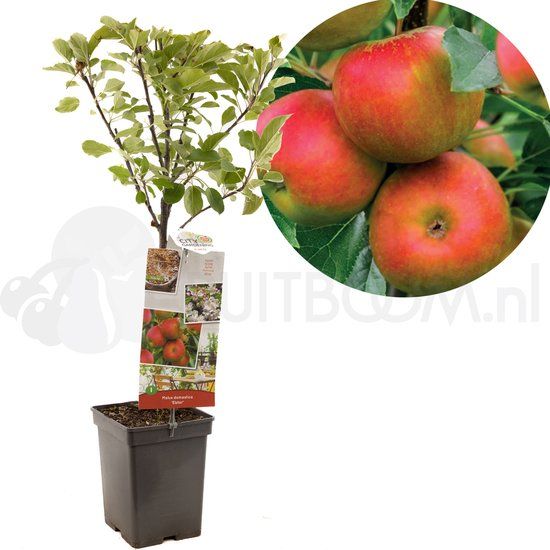 Fruithof Malus dom. Elstar Patio
