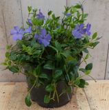 Warentuin natuurlijk - 3 stuks! Vinca Minor blauw