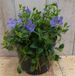 Warentuin natuurlijk - 3 stuks! Vinca Minor blauw