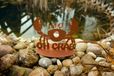 Edelrost Krabbe, Oh Crabe