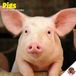 Dayplanner Varken Kalender 2027 Wandkalender Dieren Roze