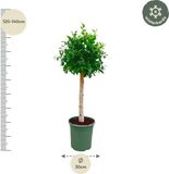 Merkloos / Sans marque Donkergroene Ficus Nitida op Stam – Groenblijvende Boom, 1.3 m Hoog, Ø30 cm