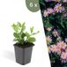 Plants by Frank | 6 Asterplanten | Aster ageratoides 'Asran' | Winterharde bodembedekker planten | tuinplanten | Winterharde vaste planten meerjarig | Winterharde tuinplanten